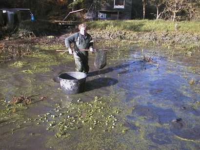 Moderkarperne fanges