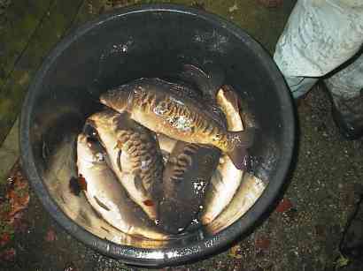 Portions-karper til salg